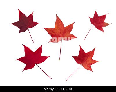 Fünf leuchtend rote Herbstblätter von Liquidambar oder Süßigumbaum isoliert auf weißem Hintergrund. Perfekt für saisonale Designs. Stockfoto