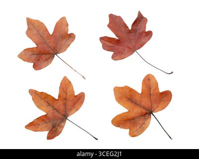 Satz von braunen getrockneten Herbstahornblättern isoliert auf weißem Hintergrund. Perfekt für saisonale Design- und Dekorationsprojekte Stockfoto