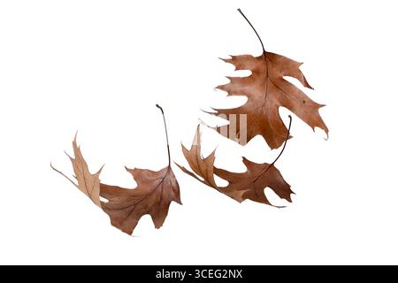 Gewellte, trockene, braune Eichenblätter, die isoliert auf weißem Hintergrund liegen. Herbst, Verfall, saisonale Textur und rustikales Dekorationselement. Stockfoto