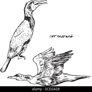 Kormoranvogel fliegen und sitzen Skizzen. Schwarz-weiß-Zeichnungen der Vogelbewegung. Natur Vogelbeobachtung Tusche Illustration. Einfache strukturierte Vektorgrafiken Stock Vektor