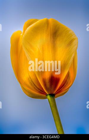 Nahaufnahme einer leuchtenden gelben Tulpe gegen einen klaren blauen Himmel Stockfoto