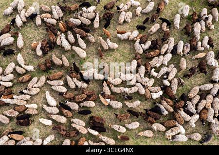 Luftaufnahme von oben nach unten auf die Schafherde, die sich auf dem Feld von Gras ernährt. Stockfoto