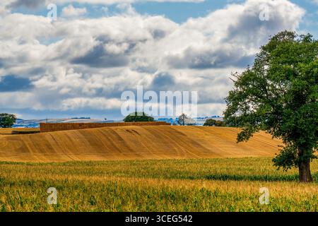 Goldene Felder unter einem dramatischen Himmel Stockfoto