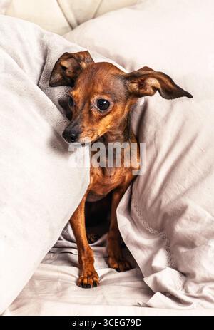 Entzückender kleiner russischer Spielzeugterrier, der sich unter einer warmen Decke im Schlafzimmer versteckt, Konzept eines komfortablen und faulen Wochenendes zu Hause mit einem Haustier Stockfoto