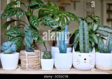 Kleine Kaktuspflanzen in Blumentöpfen in einer Reihe im Wohnzimmer. Urbane Dschungelhauspflanzen im Hintergrund Stockfoto