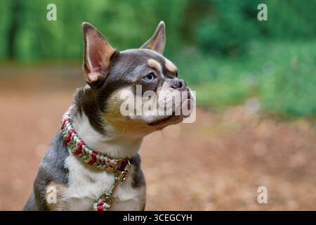 Lilaorange braune französische Bulldogge mit langer gesunder Nase und Paracord-Kragen im Wald Stockfoto