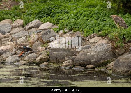 Das nördliche Goschawk-Porträt (Accipiter gentilis). Der nördliche Goschawk sitzt auf dem Boden Stockfoto