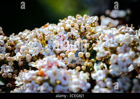 Viburnum tinus Spirit laurustinus Blüten weiß und rosa Stockfoto