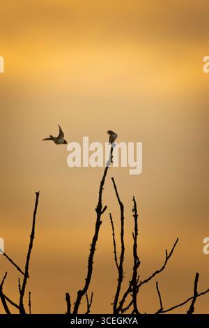 Zwei Dörfer schlucken Hirundo rustica auf einem trockenen Baumzweig vor dem Morgenhimmel am Sommermorgen Stockfoto