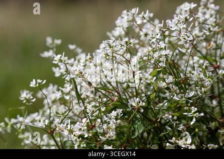Nahaufnahme der beliebten Sommerbettpflanze Euphorbia „Diamond Frost“. Es ist eine zarte immergrüne Staude, mit kleinen, dunkelgrünen Blättern, einer Bräune Stockfoto