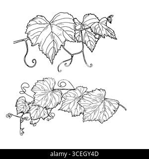 Rebzweig mit Blättern und Traubensträuben, schwarz-weiße Skizze. Vektorabbildung. Gartenfrüchte auf Zweig, isoliert auf weißem Hintergrund. T Stock Vektor