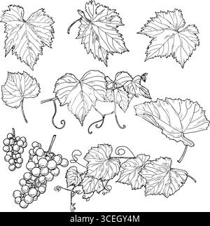 Blätter, Zweige und Traubensträuße, schwarz-weiße Skizze. Vektorabbildung. Süße Traubenfrüchte, eine Reihe von Silhouetten isoliert auf einem weißen Hintergras Stock Vektor