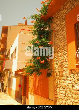 Auf einer sonnendurchfluteten Straßenmauer in Trapani, Sizilien, blühen die Blumen der Weinrebe mit Steinhäusern und lebhaften Sommerfarben Stockfoto