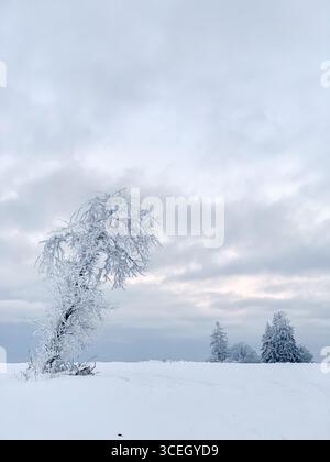 Schneebedeckte Landschaft mit frostbeladenen Bäumen, die sich anmutig vor dem Hintergrund eines bewölkten Himmels beugen. Die ruhige Winterszene fängt die Ruhe ein Stockfoto