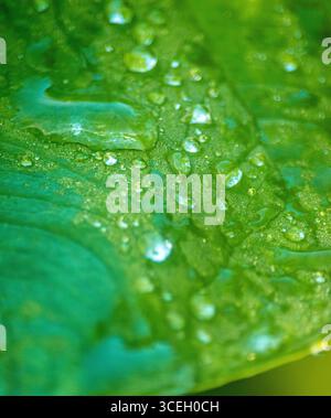 Eine Nahaufnahme eines grünen Blattes, das mit Wassertropfen bedeckt ist und reiche Texturen und die Schönheit der Natur in Putumayo, Kolumbien, zeigt. Stockfoto