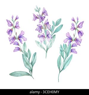 Violette Salbeiblüten mit grünen Blättern in botanischem Aquarell-Clipart. Perfekt für pflanzliche Verpackungen, Apothekenetiketten, Wellness-Branding, Hochzeitsdesign oder Vintage-kulinarische Illustrationen. Stockfoto
