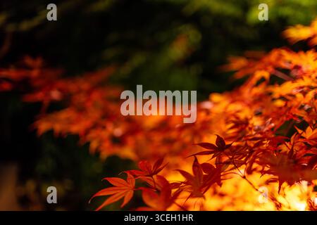 Selektiver Fokus auf roten japanischen Ahornblättern mit lebhaften Herbsttönen und verschwommenem, leuchtendem Laubhintergrund für ein sanftes, atmosphärisches Bild Stockfoto