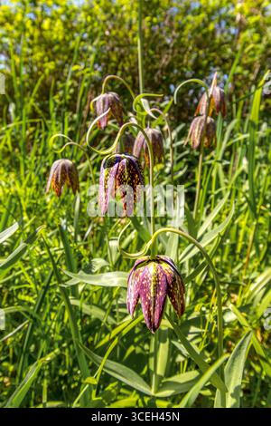 Aufschluss von Schlangenkopf Fritillary / Fritillaria meleagris (möglicherweise eingeführt?) Auf Hornby Island, British Columbia, Kanada. Stockfoto