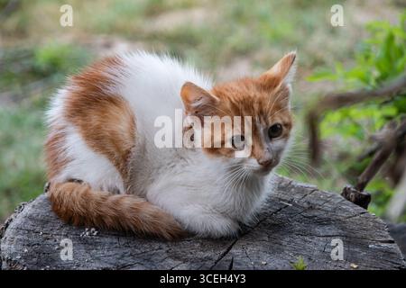 Ein entzückendes kleines Ingwerkätzchen, das auf einem verwitterten Baumstumpf ruht, eine charmante Katze Stockfoto