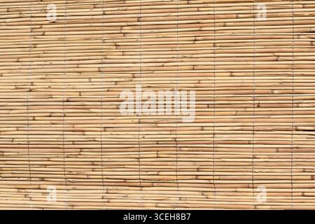 Kleiner Bambus, mit einem Seil ausgekleidet. Hintergrund und Textur Stockfoto