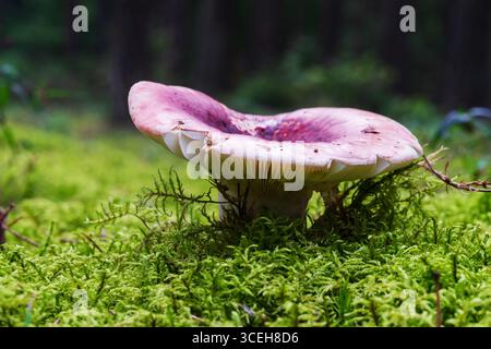 Russula rosea wächst in dickem Moos Stockfoto