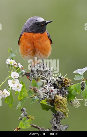 Gemeiner REDSTART (Phoenicurus phoenicurus) männlich zwischen Flechten und Weißdornblüten, Vereinigtes Königreich. Stockfoto