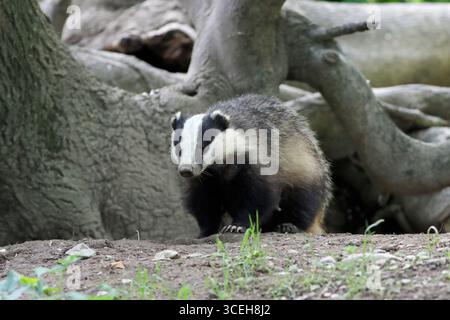 BADGER (Meles meles), der aus einem eingelassenen Eingang unter einem Baum auftaucht, Großbritannien. Stockfoto