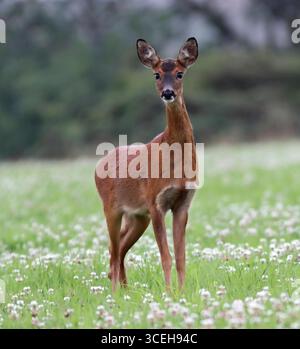 REHE, Rehe auf einem Feld mit Klee, UK. Stockfoto