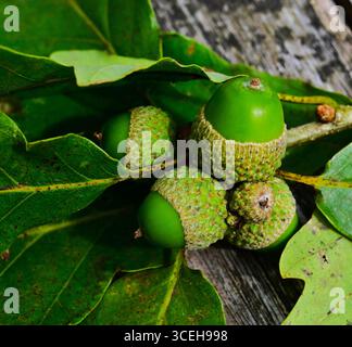 Die Frucht, oder Eicheln, der Sessile Oak im walisischen Wald, verschiedene Größen und strukturierte Tassen Quercus petraea und glänzende Früchte. Stockfoto