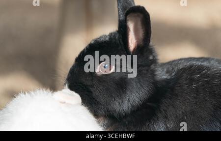 Nahaufnahme des Künstlers eines Schwarzen Kaninchens mit detailliertem Auge Stockfoto