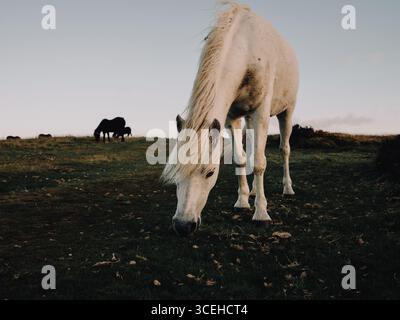 Wilde Dartmoor Ponys in der späten Abendsonne, Dartmoor Devon England, Großbritannien Stockfoto