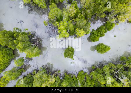 Aus der Vogelperspektive auf das sonnenverwöhnte Wasser, das sich durch üppige Mangrovenwälder schlängelt, deren grüne Baumkronen einen lebhaften Kontrast zum Wasser bilden, Langkawi Island, Kedah, Malaysia. Stockfoto