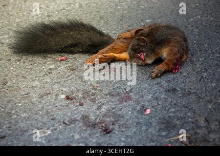 Totes Eichhörnchen mit sichtbaren Verletzungen liegt nach einem Autounfall auf dem Asphalt. Stockfoto