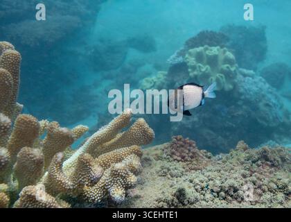 Retikulierter Damselfish am Ningaloo Coral Reef, Western Australia, Australien Stockfoto