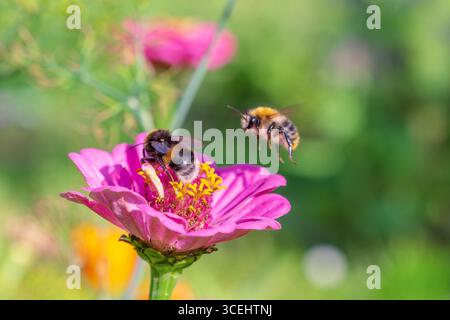 Hummeln bestäuben Blüten. Einer im Flug. Stockfoto