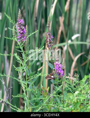 Kapitän mit Silberfleck (Epargyreus clarus) auf Purple Loosestrife (Lythrum salicaria) Stockfoto