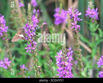 Kapitän mit Silberfleck (Epargyreus clarus) auf Purple Loosestrife (Lythrum salicaria) Stockfoto