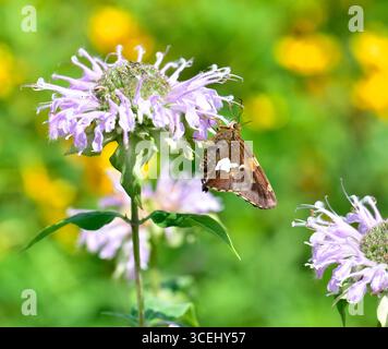 Kapitän mit Silberfleck (Epargyreus clarus) auf wilder Bergamotte (Monarda fistulosa). Das ist eine von drei Schmetterlingsarten mit dem gleichen gemeinsamen Namen--lu Stockfoto