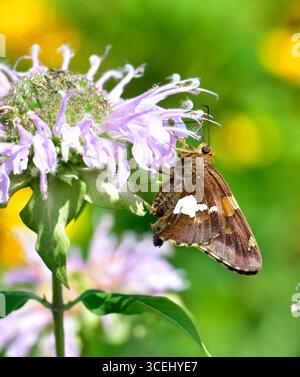 Kapitän mit Silberfleck (Epargyreus clarus) auf wilder Bergamotte (Monarda fistulosa). Das ist eine von drei Schmetterlingsarten mit dem gleichen gemeinsamen Namen--lu Stockfoto
