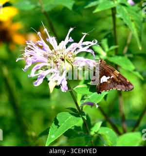 Kapitän mit Silberfleck (Epargyreus clarus) auf wilder Bergamotte (Monarda fistulosa). Das ist eine von drei Schmetterlingsarten mit dem gleichen gemeinsamen Namen--lu Stockfoto