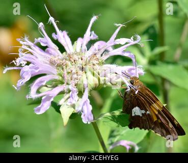 Kapitän mit Silberfleck (Epargyreus clarus) auf wilder Bergamotte (Monarda fistulosa). Das ist eine von drei Schmetterlingsarten mit dem gleichen gemeinsamen Namen--lu Stockfoto