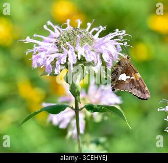 Kapitän mit Silberfleck (Epargyreus clarus) auf wilder Bergamotte (Monarda fistulosa). Das ist eine von drei Schmetterlingsarten mit dem gleichen gemeinsamen Namen--lu Stockfoto