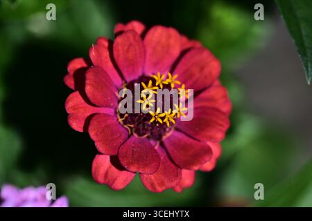 Nahaufnahme der roten Blume Zinnia elegans mit hellgelben Details in der Mitte. Makroaufnahme mit lebendigen Blütenblättern im Sonnenlicht, die natürliches Blumenmuster hervorhebt Stockfoto