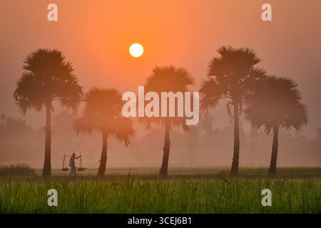 Bogura, Bangladesch - 25. Oktober 2018: Blick auf eine ruhige ländliche Szene, wo eine Einzelfigur den Feldweg unter den Silhouetten von Palmen bei Sonnenaufgang entlang spaziert. Stockfoto