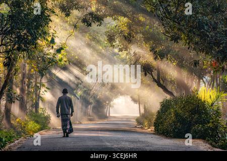 Bogura, Bangladesch - 06. Dezember 2019: Blick auf eine einsame Figur, die eine sonnenverwöhnte Straße hinuntergeht, eingerahmt von einem Baumdach, deren Blätter mit ätherischem Licht durch die Äste gleiten. Stockfoto