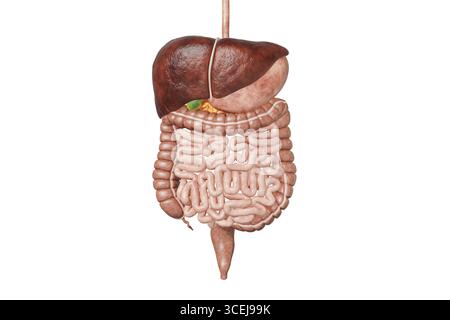 Anatomie des menschlichen Verdauungssystems mit isolierten inneren Organen auf weißem Hintergrund mit 3D-Darstellung des Kopierraumes. Medizin, Wissenschaft, Biologie, Stockfoto