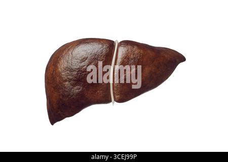 Anteriore Ansicht der menschlichen Leber isoliert auf weißem Hintergrund mit 3D-Darstellung des Kopierraums. Organ des Verdauungssystems Anatomie, Medizin, Scie Stockfoto