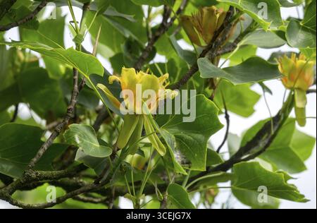 Blüte des Tulpenbaums (Liriodendron tulipifera), Niederlande Stockfoto