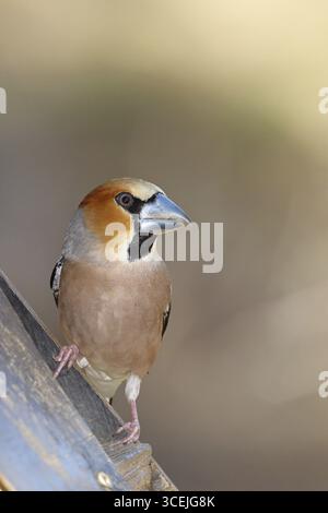 Hawfinch (Coccothraustes coccothraustes), männlich, sitzend an einem Futterhäuschen im Garten, Wildtiere, buntes Gefieder, Tiere, Finken, Birds, Wilnsdorf, Nein Stockfoto