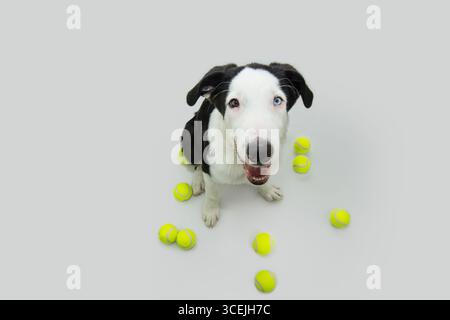 Glücklicher und verspielter Hund mit Ballspielzeug. Hochwinkelansicht. Isoliert auf weißem Hintergrund Stockfoto